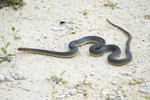 Caspian Whipsnake (Dolichophis caspius)