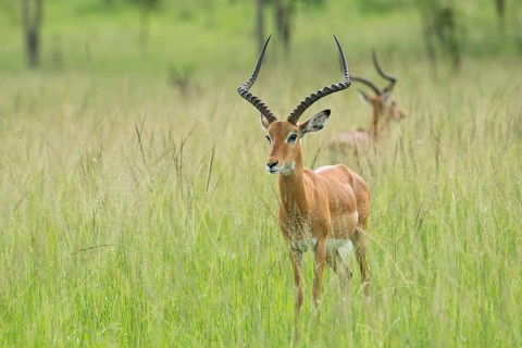 Impala (Aepyceros melampus)