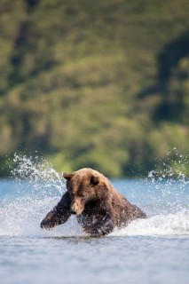 Brown bear (Ursus arctos)
