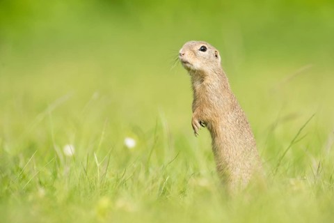 European ground squirrel (Spermophilus citellus)