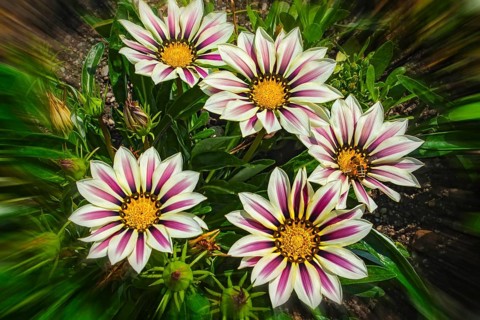 Gazania (Gazania sp.)