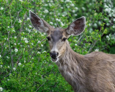 Mule Deer (Odocoileus hemionus)