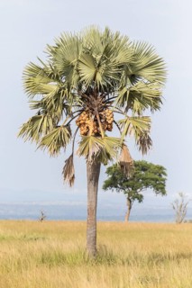 African Fan Palm (Borassus aethiopum)