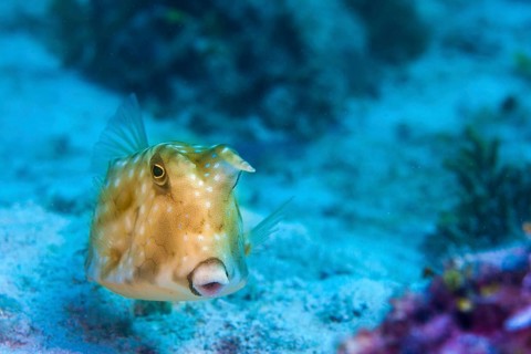 Longhorn Cowfish (Lactoria cornuta)