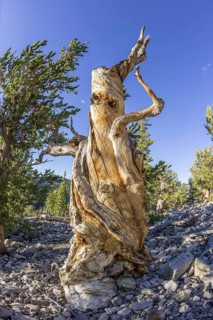 Bristlecone Pine (Pinus longaeva)