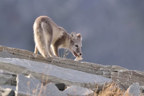 Arctic fox (Vulpes lagopus