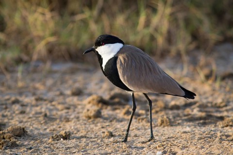 Spur-winged Lapwing (Vanellus spinosus)