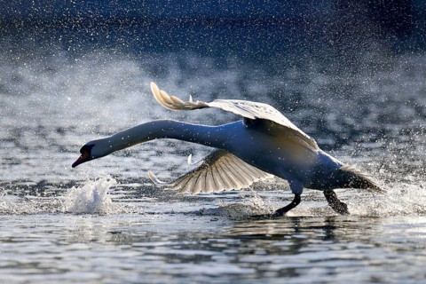 Mute Swan (Cygnus olor)