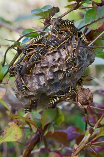 Paper Wasps (Polistes Nimpha) at nest