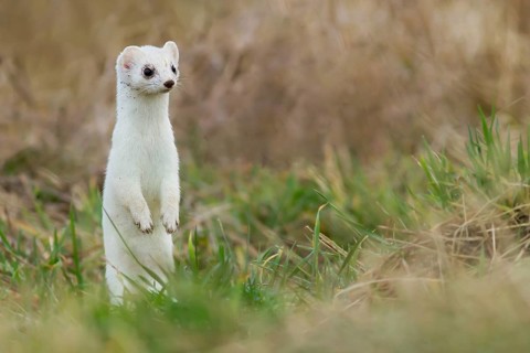 Ermine (Mustela erminea) in winter coat