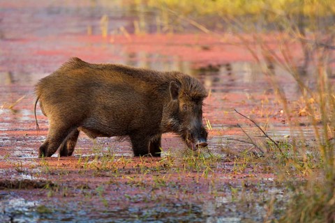 Wild Boar (Sus scrofa) feeding in the shallow azalea-covered waters of a lake