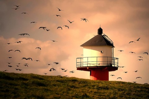 Lighthouse with flying wild geese in evening light