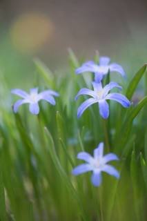 Lucile's Glory-of-the-snow (Chionodoxa gigantea)