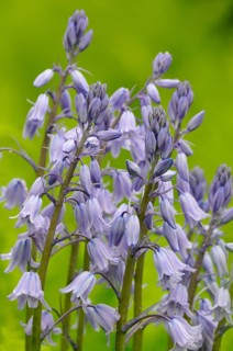 Spanish bluebell (Hyacinthoides hispanica) cultivar