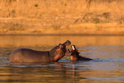 Hippos (Hippopotamus amphibius) in the water