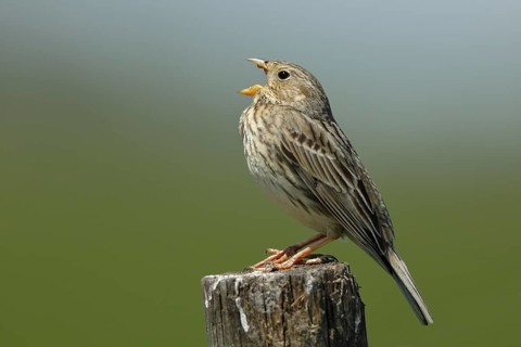 Corn bunting (Miliaria calandra)