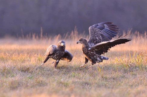 White-tailed Eagles (Haliaeetus albicilla) on an autumn meadow