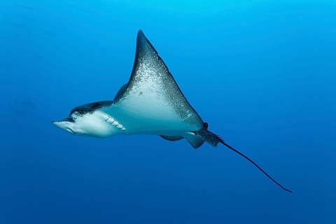 Spotted eagle ray (Aetobatus narinari)