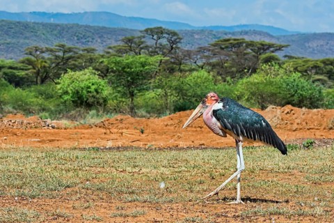 Marabou Stork (Leptoptilos crumeniferus) in the countryside