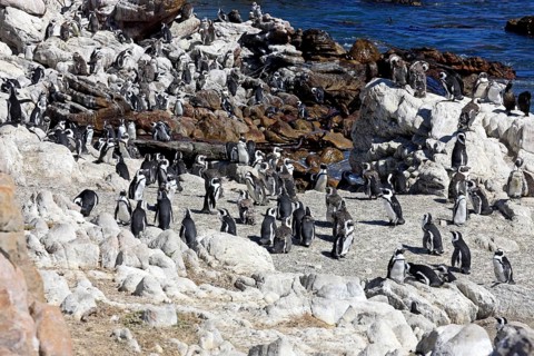 African Penguins (Spheniscus demersus)