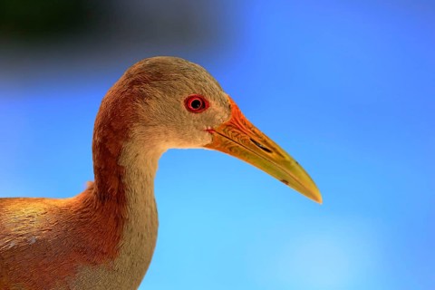 Giant Wood Rail (Aramides ypecaha)