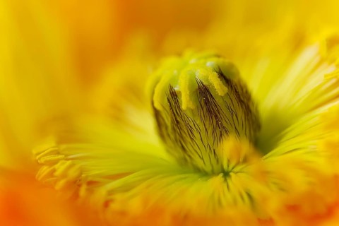 Poppy (Papaveraceae)