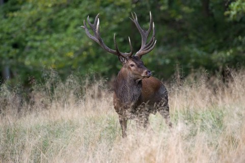 Red Deer (Cervus elaphus)