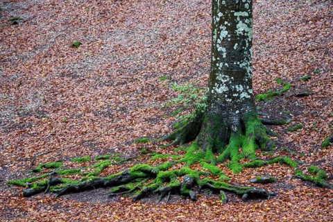 Roots of a beech tree