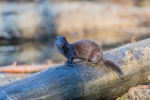 American mink (Neovison vison)