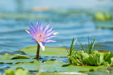 Cape Blue Water Lily (Nymphaea capensis)