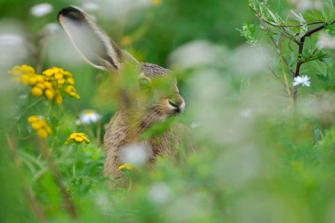 Hare (Lepus europaeus) sitting between flowers
