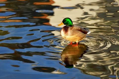 Mallard (Anas platyrhynchos)