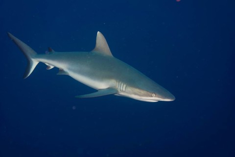 Grey Reef Shark (Carcharhinus amblyrhynchos)