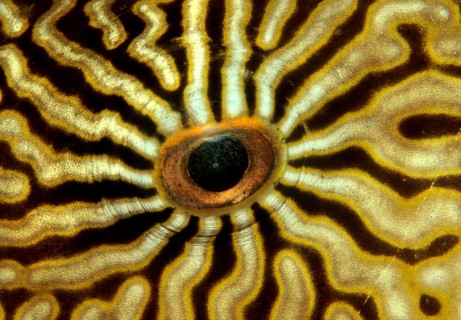 Eye of a Map Puffer or Map Pufferfish (Arothron mappa)