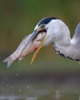 Grey Heron (Ardea cinerea)