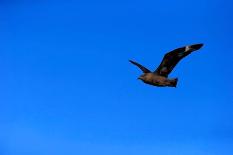 Subantarctic Skua or Brown Skua (Stercorarius antarcticus lonnbergi)