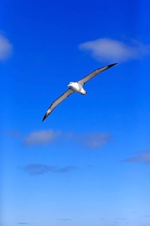 Shy albatross (Thalassarche cauta)