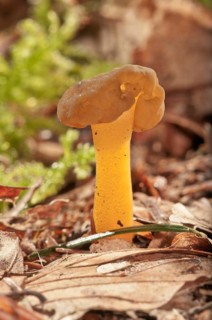 Jellybaby or Jelly Baby fungus (Leotia lubrica)