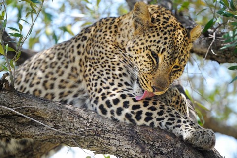 Leopard (Panthera pardus)