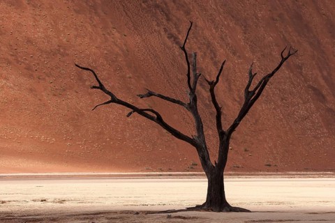 Dead camel thorn tree (Vachellia erioloba)