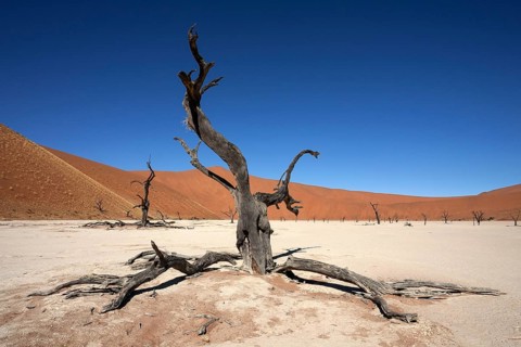 Dead Camel thorn trees (Vachellia erioloba)