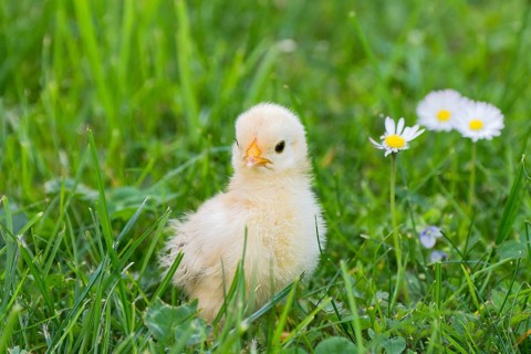 Bantam chick