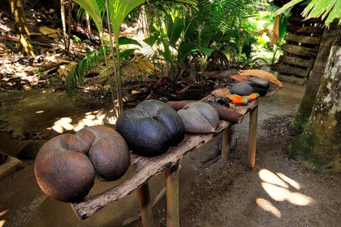 Sea coconut