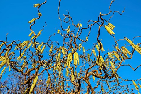 Corkscrew Hazel (Corylus avellana contorta)