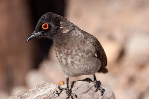 African red-eyed bulbul (Pycnonotus nigricans)