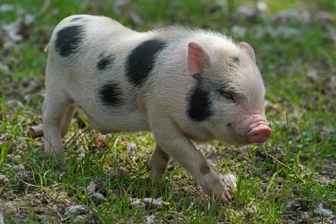 Mini pig Piglet