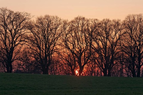 Sunset against an avenue of large-leaved linden trees (Tilia platyphyllos)