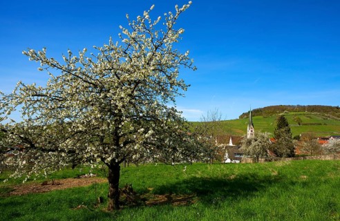 Blossoming cherry tree
