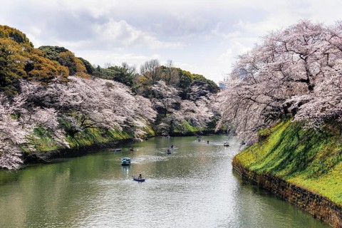 Japanese rowing in boats on the Imperial Palace canal to cherry blossom