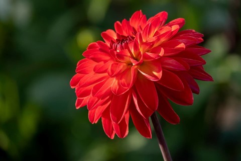 GardenDahlia (Dahlia)